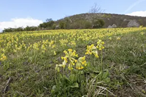 Primula Veris Drucke: Common cowslip (Primula veris)