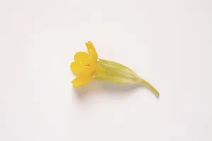 Primula Veris Drucke: Common cowslip (Primula veris)
