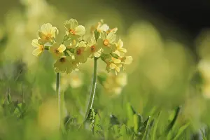 Primula Veris Drucke: Common cowslip (Primula veris)