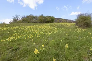 Primula Veris Drucke: Common cowslip (Primula veris)