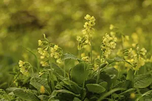 Primula Veris Drucke: Common cowslip (Primula veris)