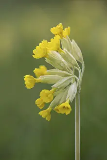 German Spring Awakening Drucke: Common cowslip (Primula veris), Thuringia, Germany