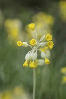 Primula Veris Drucke: Common cowslip (Primula veris), Thuringia, Germany