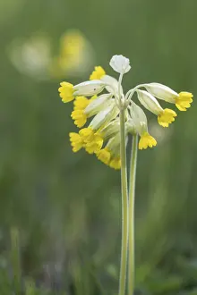 Primula Veris Drucke: Common cowslip (Primula veris), Thuringia, Germany