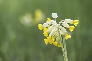 Spring Bloomer Europe Drucke: Common cowslip (Primula veris), Thuringia, Germany