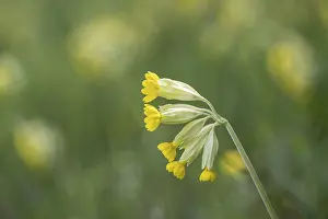 Primula Veris Drucke: Common cowslip (Primula veris), Thuringia, Germany