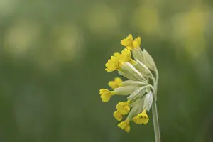 Primula Veris Drucke: Common cowslip (Primula veris), Thuringia, Germany