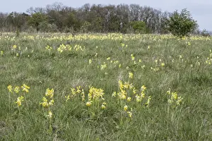 Spring Bloomer Europe Drucke: Common cowslip (Primula veris), Thuringia, Germany