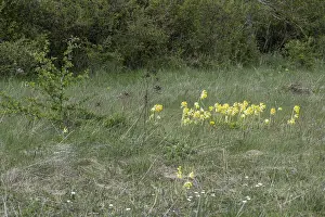Primula Veris Drucke: Common cowslip (Primula veris), Thuringia, Germany