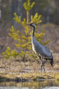 Gavleborg County Fauna Drucke: Common crane (Grus grus) in its breeding grounds