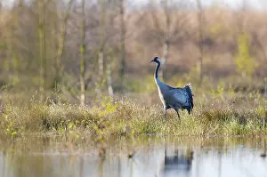 Northern German Wildlife Drucke: Common crane (Grus grus) in its breeding grounds