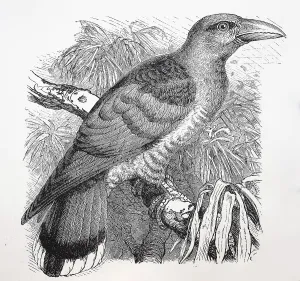 Historical Bird Artwork Drucke: Common cuckoo (Cuculus canorus)