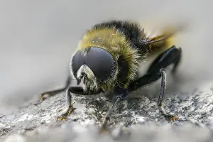 Bilder Datiert 17. Mai 2024: Common daffodil hoverfly print