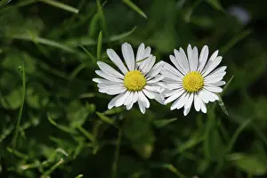 English Daisy Blooms Drucke: Common daisy, Spring, Germany