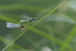 Germany Insect Photography Drucke: Common damselfly (Lestes sponsa) mating