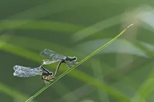 Animal Social Behaviour Europe Drucke: Common damselfly (Lestes sponsa) mating