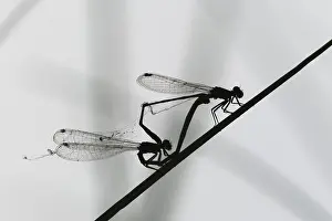 Central Europe Nature Conservation Area Drucke: Common damselfly (Lestes sponsa) mating