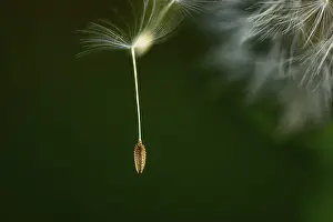 Yellow Blossom In Germany Drucke: Common dandelion (Taraxacum) in detail
