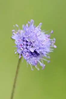 Dipsacoideae Plant Species Drucke: Common devil's-bit scabious (Succisa pratensis)