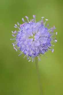 Dipsacoideae Plant Species Drucke: Common devil's-bit scabious (Succisa pratensis)