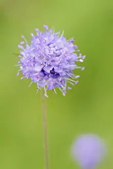 Succisa Pratensis Drucke: Common devil's-bit scabious (Succisa pratensis)