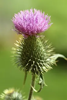 Deserted Flowering Plants Drucke: Common donkey thistle, also crayfish thistle