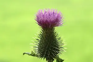 Asteraceae Flowering Plant Drucke: Common donkey thistle, also crayfish thistle