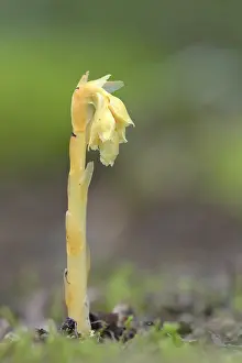 North Rhine Westphalia Flora Drucke: Common Dutchman's pipe (Monotropa hypopitys)
