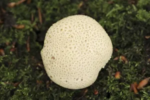 Nature Botany Europe Drucke: Common earthball (Scleroderma citrinum)