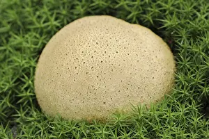 Common Earthball Drucke: Common earthball (Scleroderma citrinum)