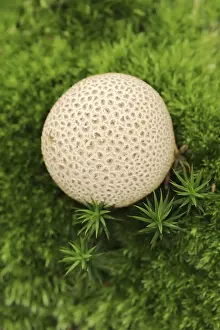 Common Earthball Drucke: Common earthball (Scleroderma citrinum)