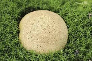 Common Earthball Drucke: Common earthball (Scleroderma citrinum)