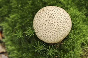 Common Earthball Drucke: Common earthball (Scleroderma citrinum)