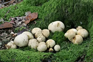 Autumn Nature Photography Drucke: Common earthball (Scleroderma citrinum)