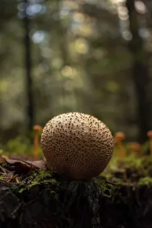 German Botany Drucke: Common earthball (Scleroderma citrinum)