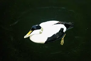 Aquatic Bird Pictures Drucke: Common Eider Drake swimming on the surface