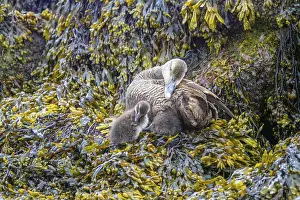 Cute Ducklings Drucke: Common Eider hen with ducklings