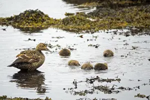 Cute Ducklings Drucke: Common Eider hen with ducklings