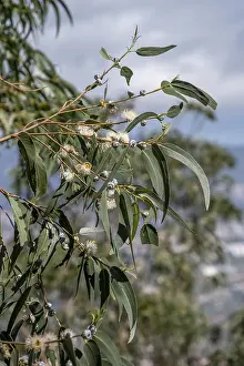 Eucalyptus Tree Drucke: Common fever tree, Eucalyptus tree