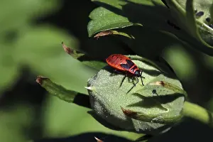 Close Up Macro Shot Germany Drucke: Common fire bug, Pyrrhocoris apterus
