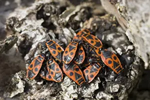 German Fauna Images Drucke: Common fire bug (Pyrrhocoris apterus)