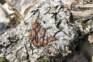 German Fauna Images Drucke: Common fire bug (Pyrrhocoris apterus)