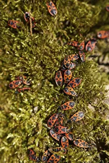 Pyrrhocoris Apterus Drucke: Common fire bug (Pyrrhocoris apterus)