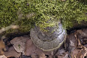 Bracket Fungus Germany Drucke: Common fire sponge (Phellinus igniarius) Bavaria