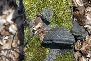 Southern Germany Botany Drucke: Common fire sponge (Phellinus igniarius) Bavaria