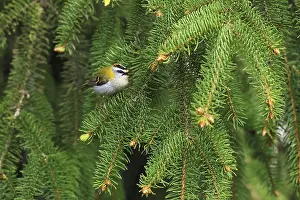Drucke von Common-Feuerfink, Regulus ignicapilla, sitzt in einem Fichtenbaum, Burbach, Nordrhein-Westfalen Regulus Drucke: Gemeine Feuerfink, Regulus ignicapilla.