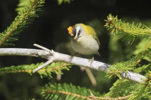 Passerine Bird Drucke: Common firecrest, Regulus ignicapilla