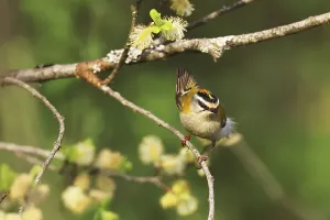 Drucke von Common-Feuerfink, Regulus ignicapilla, sitzt in einer Weide, Burbach, Nordrhein-Westfalen Regulus Drucke: Graugänseleitlärche, Regulus ignicapilla