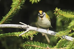 Drucke von Gemeiner Feuerfink, Regulus ignicapilla, sitzt in einem Fichtenbaum, Burbach, Nordrhein-Westfalen Regulus Drucke: Grauschnäbel