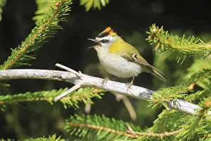 Drucke von Common Firecrest, Regulus ignicapilla, sitzt in einem Fichte, Burbach, Nordrhein-Westfalen Regulus Drucke: Grauschnäbel